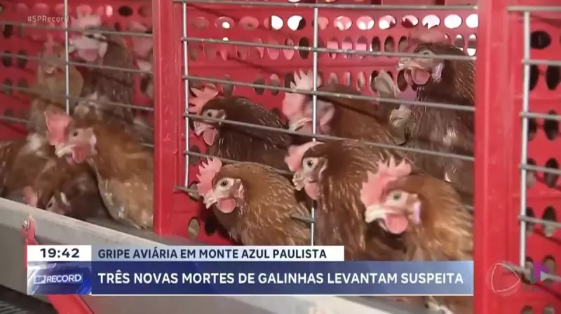 Surto de gripe aviária em Monte Azul Paulista? Mortes de galinhas acendem alerta sanitário