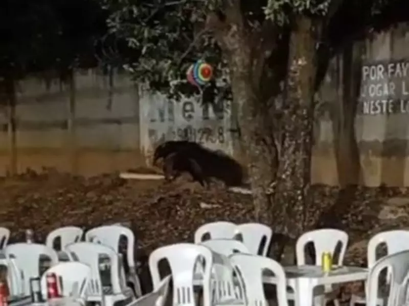 Tamanduá-bandeira invade arraial e surpreende moradores em Abaeté (MG) - Veja o vídeo!