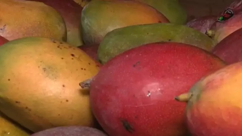Tarifas de importação viram pesadelo para fruticultores do Vale do São Francisco — entenda o impacto
