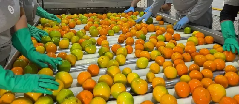 Tarifas de Trump Afetam Exportações do Paraná: O Que Isso Significa para a Economia Local?