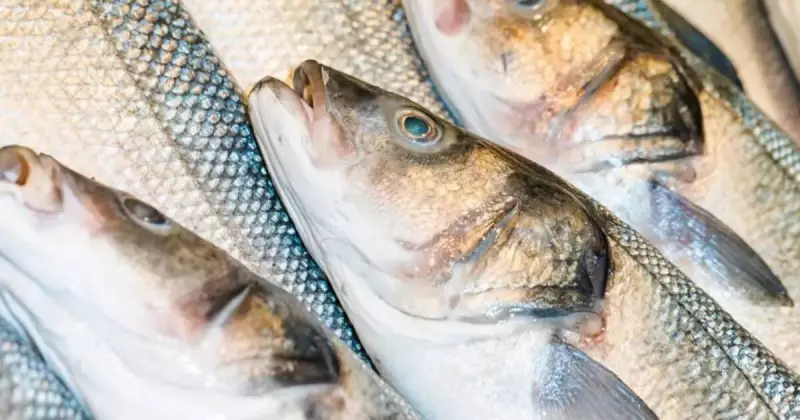Tarifas dos EUA abalam exportações e deixam pescadores de SC em alerta máximo
