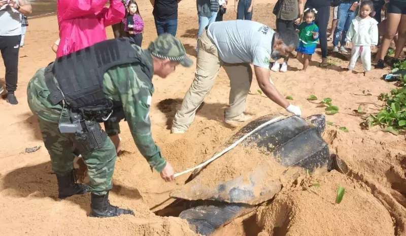 Tartaruga gigante ameaçada de extinção é avistada em praia da Serra — ES: Um espetáculo da natureza!