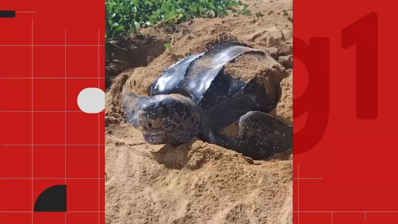 Tartaruga gigante surpreende e aparece fora de temporada para desovar no Espírito Santo