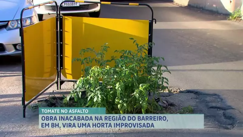 Tomateiro brota em buraco de obra abandonada da Copasa no Barreiro — veja essa cena inusitada!