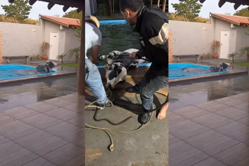 Touro invade residência e cai em piscina em MS: operação de resgate vira espetáculo!