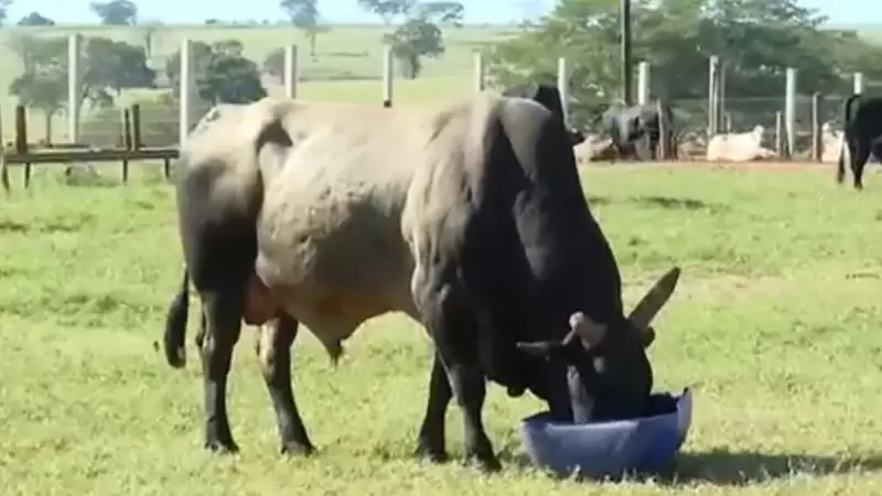 Touros de rodeio: atletas de quatro patas consomem 15 toneladas de ração turbinada e têm rotina de treinos intensos