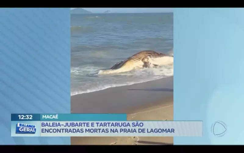Tragédia ambiental: Baleia jubarte e tartaruga marinha aparecem mortas em praia do Rio de Janeiro