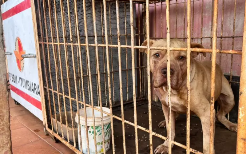 Tragédia em Goiás: Menino morre após ataque de pit bull enquanto mãe estava no trabalho