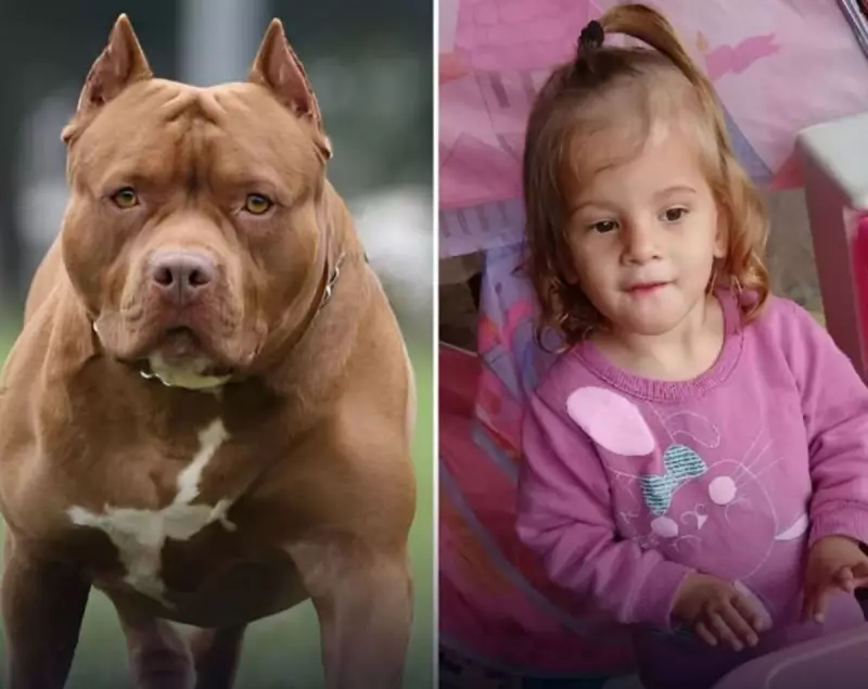 Tragédia em Hortolândia: Criança de 2 anos morre após ataque de pitbull — Saiba detalhes
