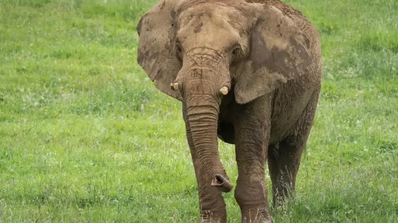 Tragédia em safari na Zâmbia: Elefante mata duas turistas idosas no Parque Nacional