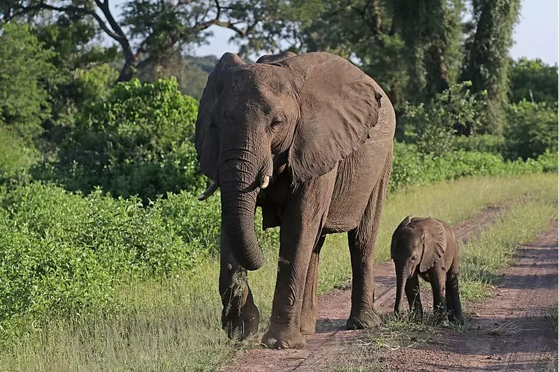 Tragédia em safari na Zâmbia: Elefante mata duas turistas para proteger filhote