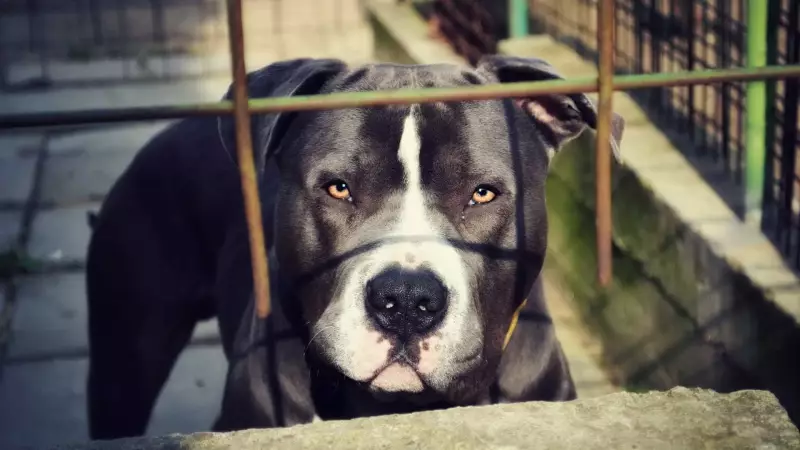 Tragédia em São Paulo: Pitbull mata criança de 2 anos em ataque chocante