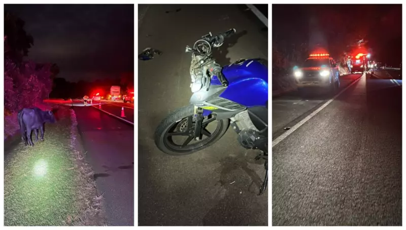 Tragédia na rodovia: Mulher morre após colisão entre moto e búfalo em SP