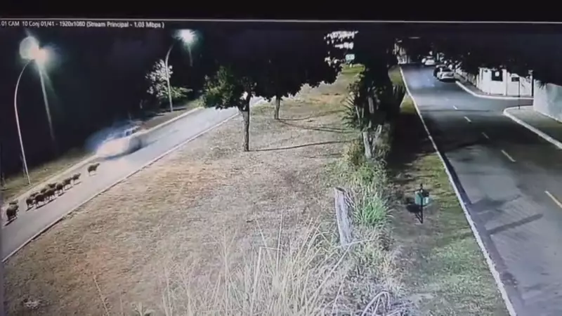 Tragédia no Lago Sul: Motorista atropela grupo de capivaras e só um filhote sobrevive