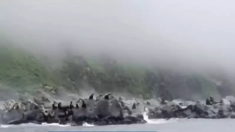 Tremor na Rússia assusta leões-marinhos e causa fuga em massa para o mar — veja o vídeo!