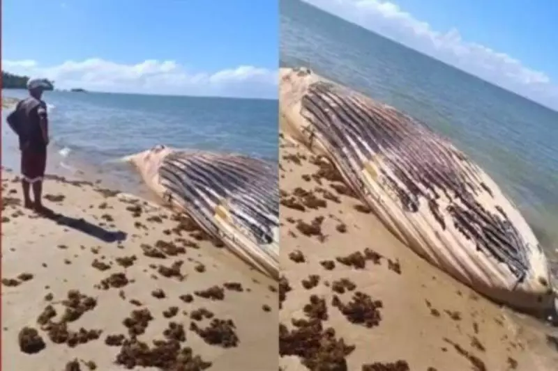 Triste descoberta: Baleia jubarte é encontrada sem vida no litoral da Bahia
