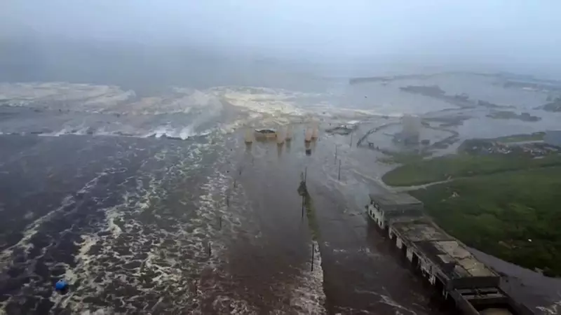 Tsunami no Japão causa cena surreal: baleias encalhadas e leões-marinhos em fuga na Rússia