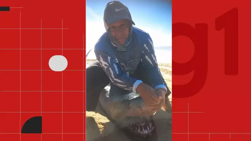 Tubarão com bico de marlin cravado na cabeça é encontrado morto em praia do Espírito Santo
