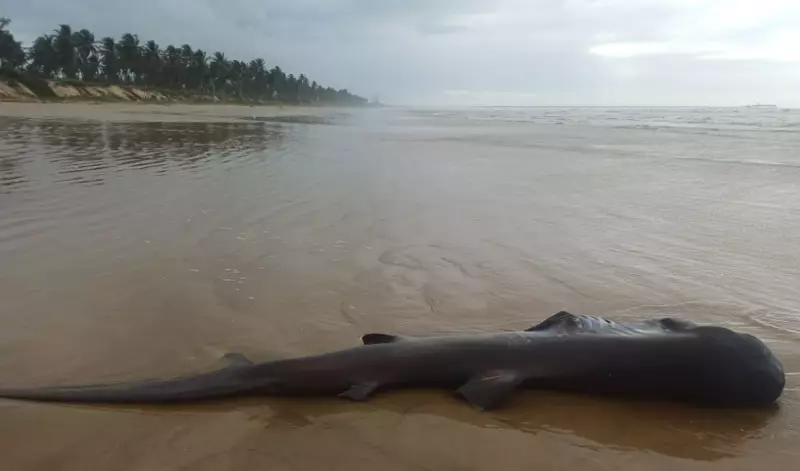 Tubarão é encontrado morto em praia de Barra dos Coqueiros, Sergipe: entenda o caso