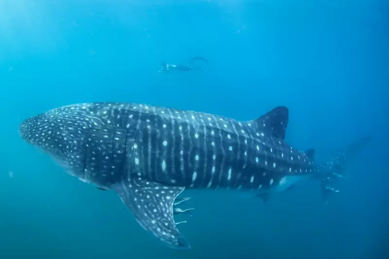 Tubarões-baleia, os gigantes inofensivos, são avistados em Ilhabela - SP