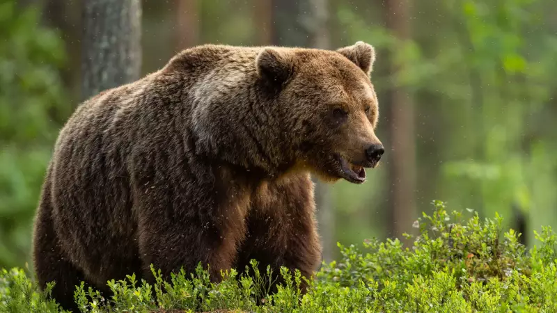 Turista italiano morre após ataque de urso na Romênia: tragédia em passeio na natureza
