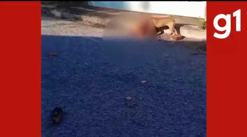 Tutor de Pitbull é liberado após pagar fiança por ataque que matou cachorra e feriu morador em MT