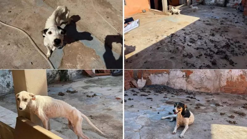 Tutor é preso por maus-tratos a oito cães em Pirajuí — Veja os detalhes chocantes!