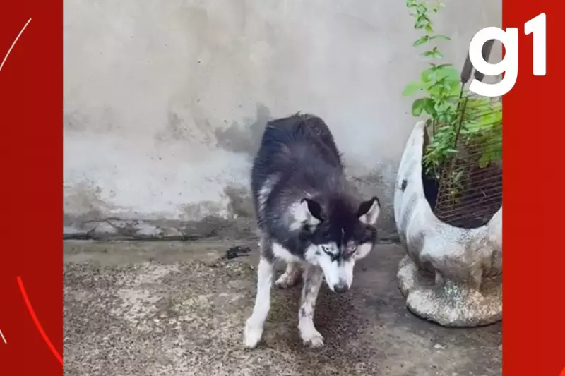 Tutor flagrado agredindo cachorro com cinto em Várzea Grande (MT) – Veja o resgate emocionante