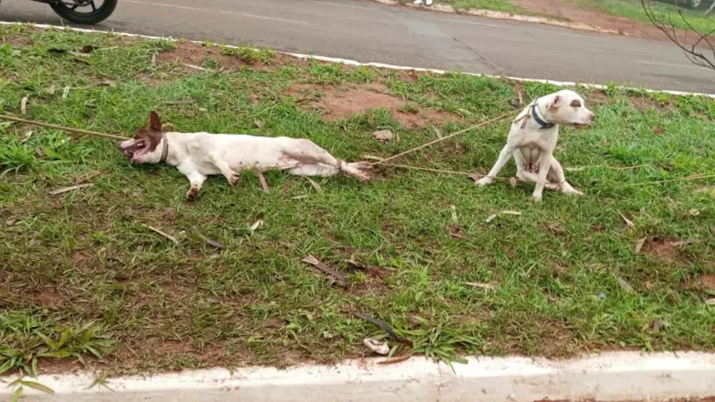 Tutores são os principais responsáveis por ataques de cães, afirma adestrador especializado