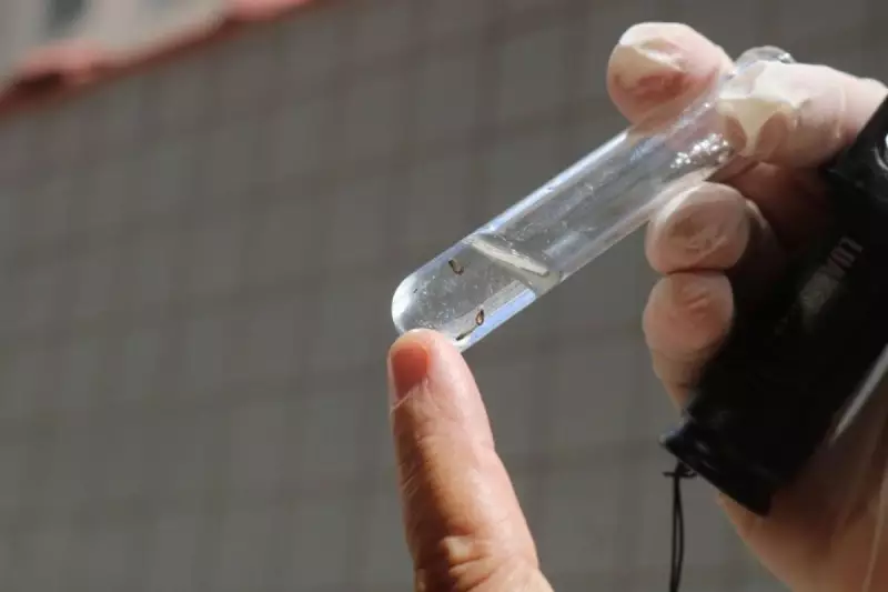 Uberlândia respira aliviada: queda nos casos de dengue faz cidade revogar emergência em saúde