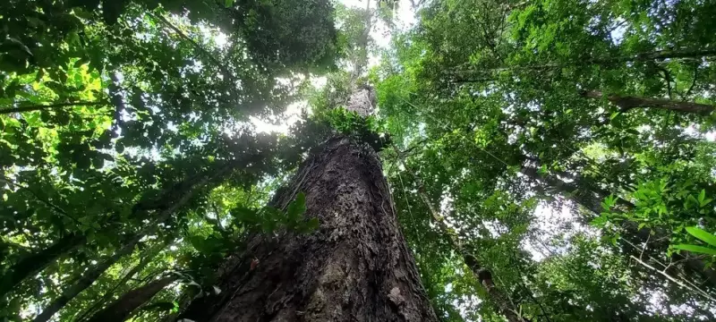 Últimos dias para inscrição: R$ 2 milhões em incentivos para projetos sustentáveis na Amazônia