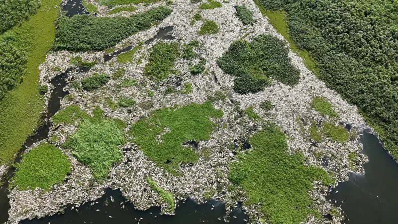 Um ano após desastre ambiental no Rio Piracicaba: usina suspeita segue sem licença e multa milionária não foi paga