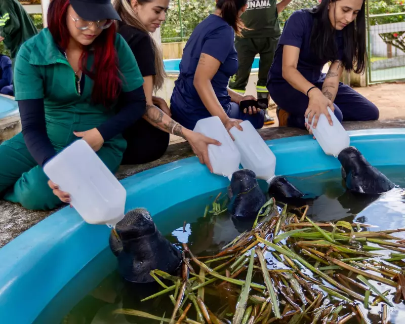 Universitários de Santarém mergulham na prática para aprender sobre fauna e conservação ambiental