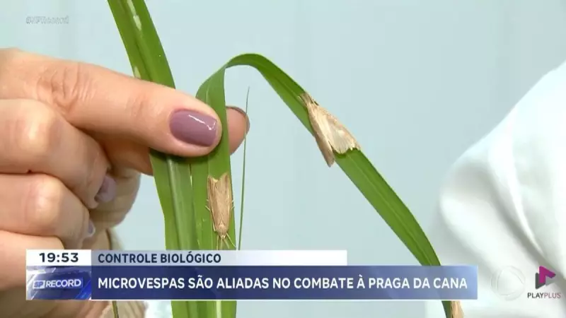 Usina investe R$ 1,5 milhão em biofábrica de microvespas para combater praga em canaviais de Pradópolis (SP)