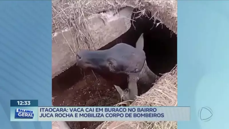 Vaca cai em cisterna em Itaocara, RJ, e é resgatada em operação inusitada