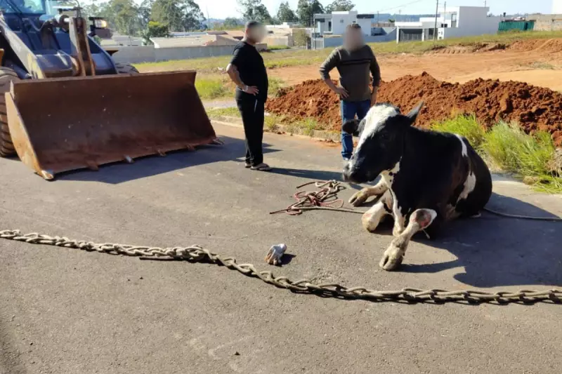 Vaca e bezerro caem em bueiro no interior de SP: filhote não resiste ao resgate