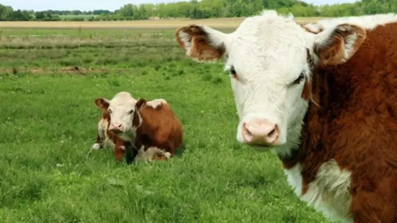 Vaca Louca: Como Proteínas Infecciosas Podem Ameaçar a Saúde Humana e Animal