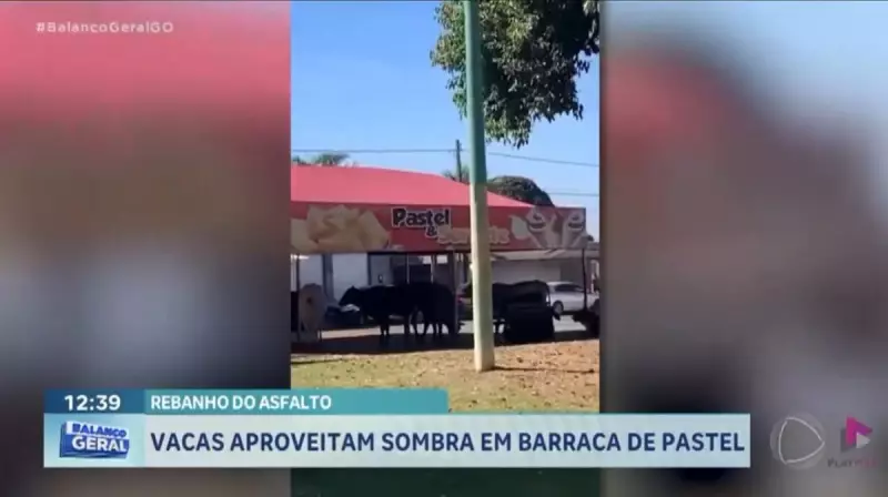 Vacas encontram refúgio do sol em barraca de pastel no Vila Mutirão, em Goiás