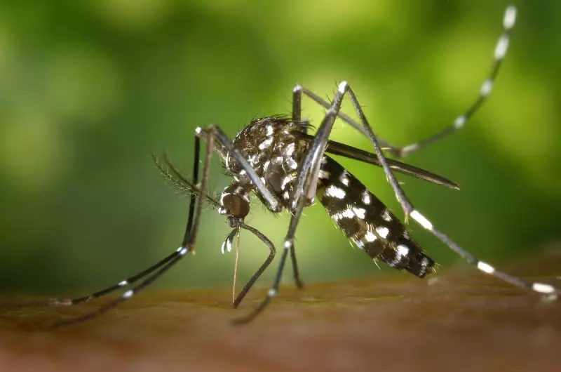 Vacina da dengue: 7 perguntas e respostas essenciais para você se proteger