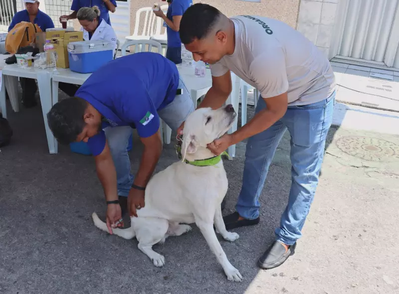 Vacinação antirrábica em Natal: saiba onde proteger seu pet a partir desta sexta