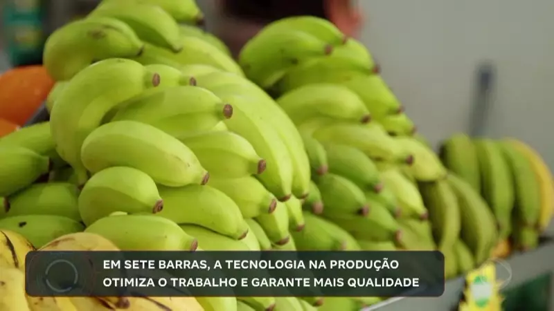 Vale do Ribeira: Como a inovação está revolucionando a produção de banana no Brasil