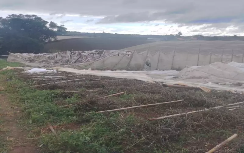 Ventos de até 80 km/h viram caos em São Miguel Arcanjo: estufas destruídas e árvores no chão
