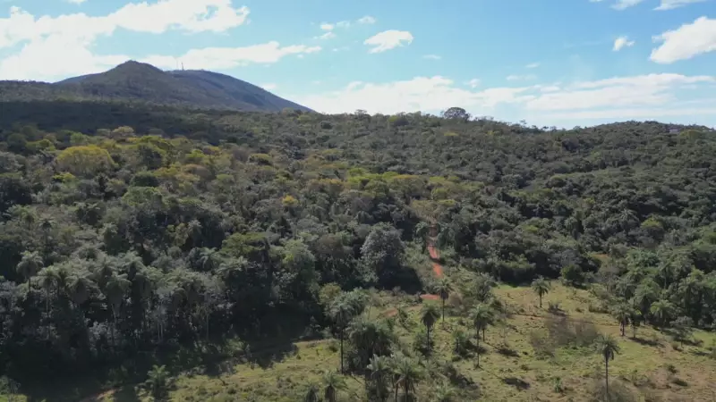 Vídeo flagra derrubada ilegal de árvores em área de proteção ambiental em MG