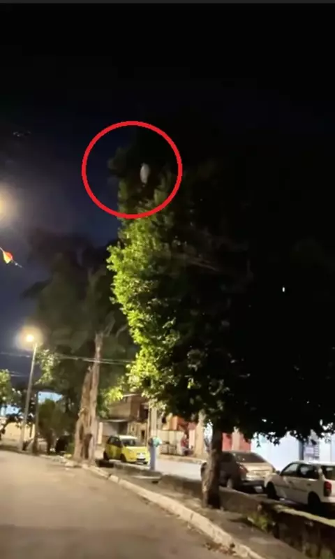 Vídeo viral de 'pinguim' em fiação no RJ? Descubra a verdade por trás da imagem!