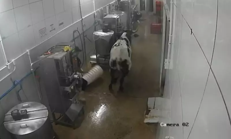 Vira-lata vira notícia: Vaca invade fábrica e causa rebuliço na Grande Fortaleza — Veja o vídeo!