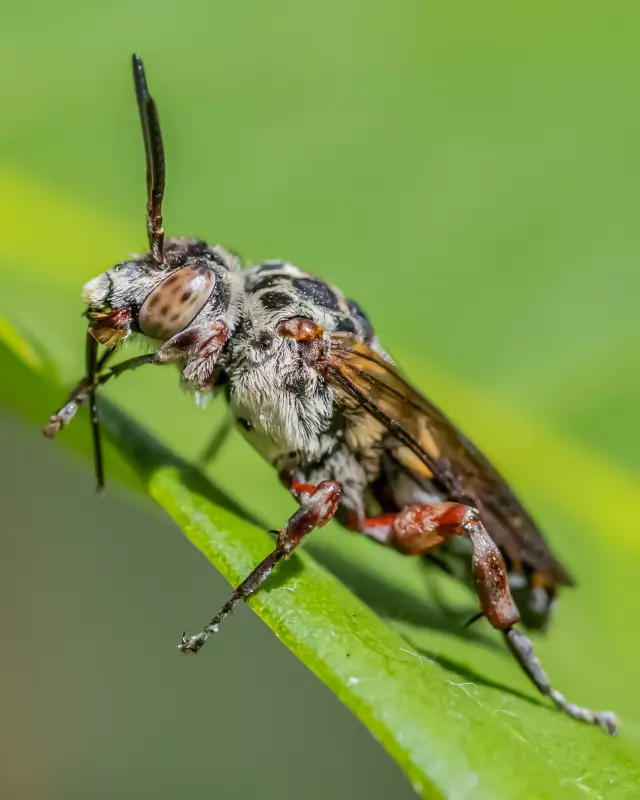 Abelha rara e fascinante é flagrada em Valinhos: veja o registro que viralizou!