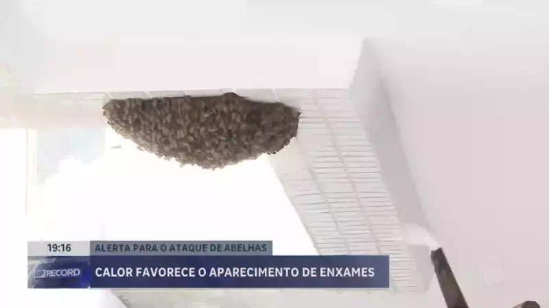 Abelhas em Alerta: Como o Calor Recorde no DF Está Aumentando Enxames e o Que Fazer