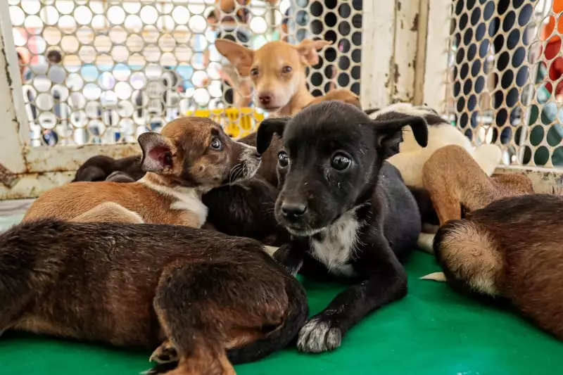 Adoção de Animais em Caruaru: Seu Novo Melhor Amigo Espera por Você!