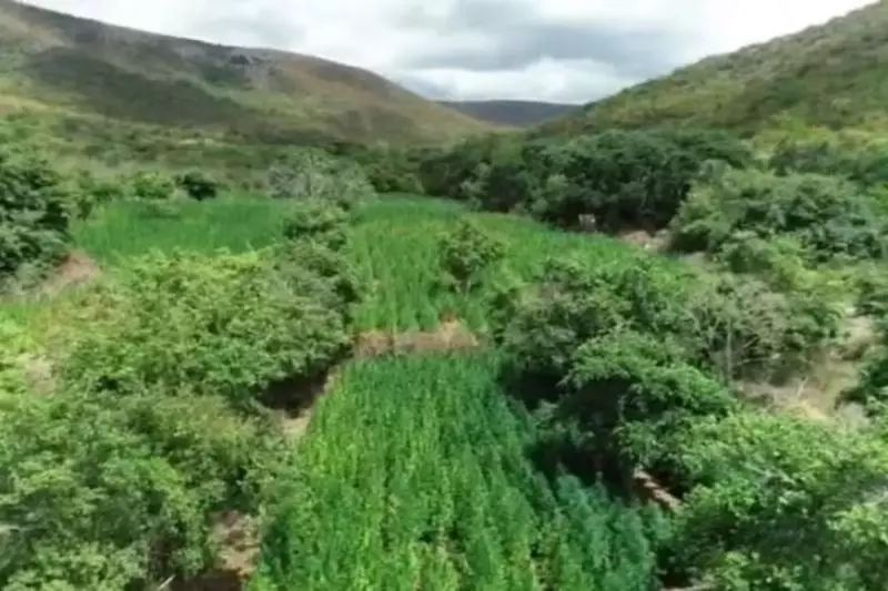 Advogado é preso em Salvador por comandar plantação de maconha em esquema sofisticado