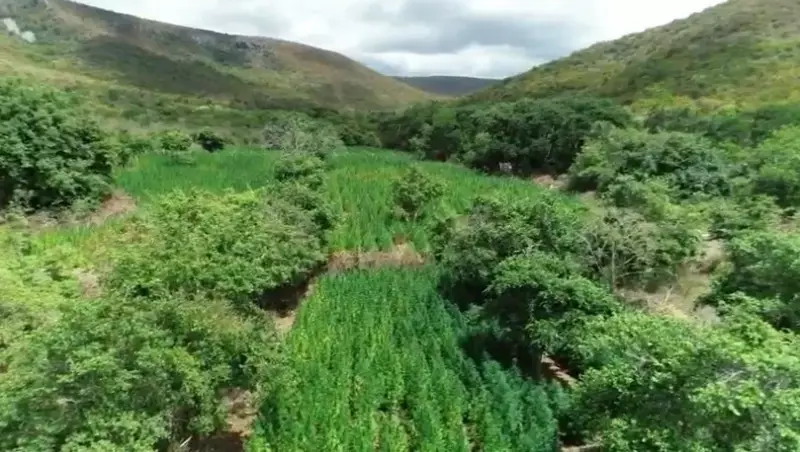 Advogado preso na Bahia com plantação de maconha em casa: 'Cultivo para uso próprio'